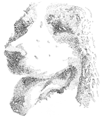 Dandylion Dogs